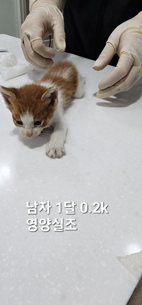 한국 고양이 이미지 파일 입니다.