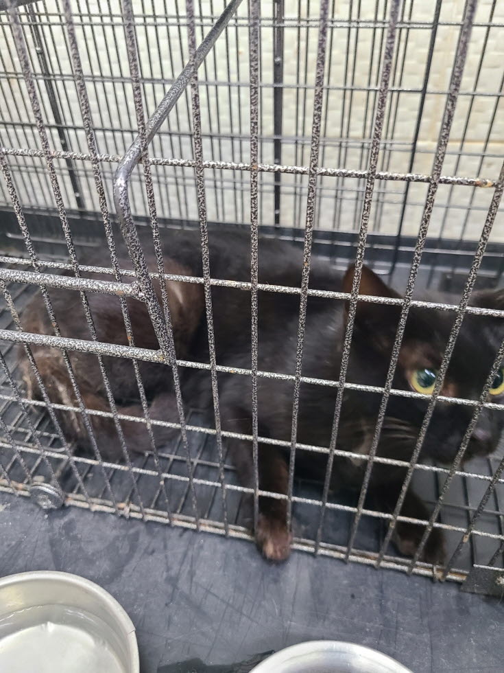 한국 고양이 이미지 파일 입니다.