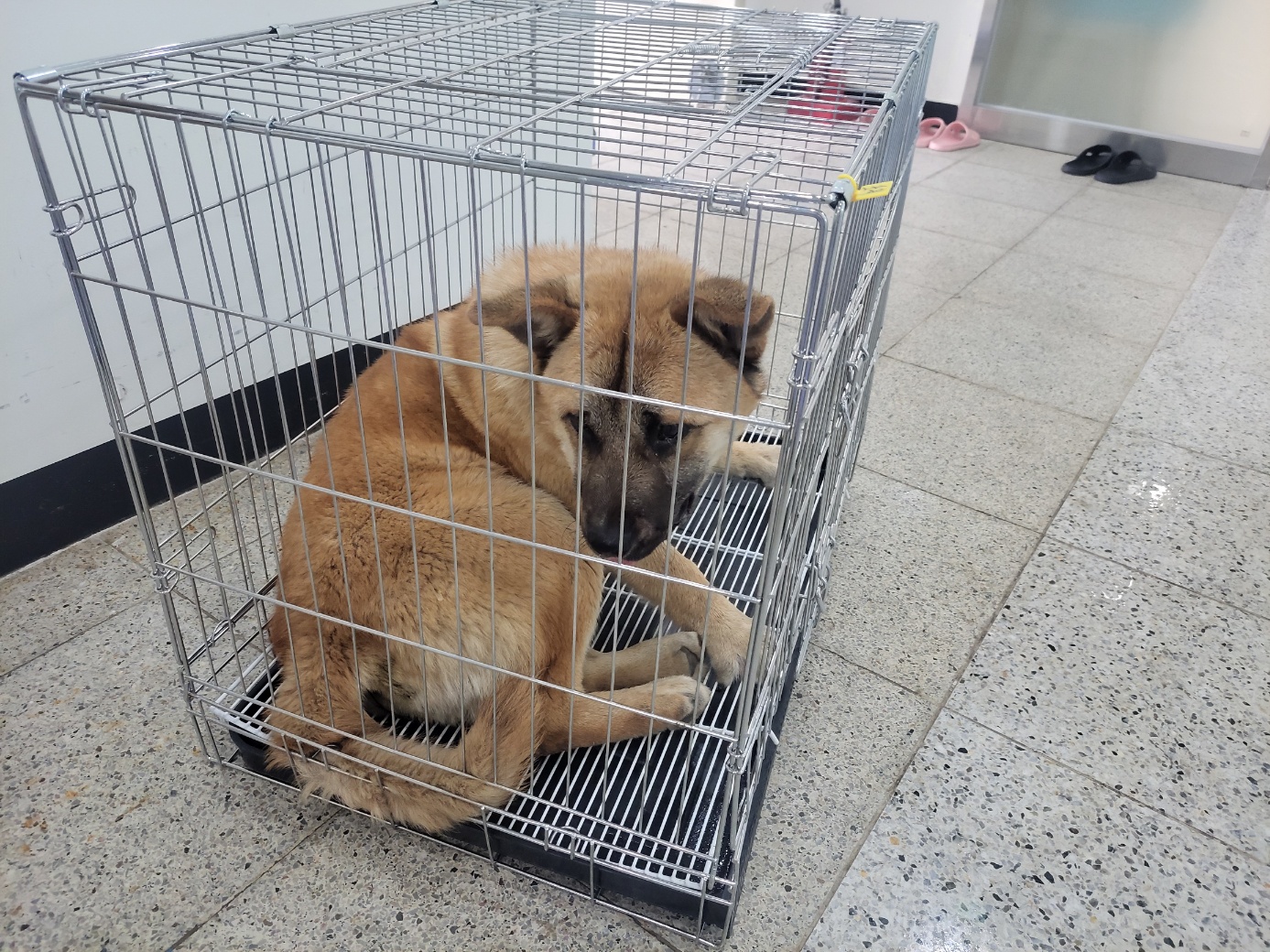 믹스견 이미지 파일 입니다.