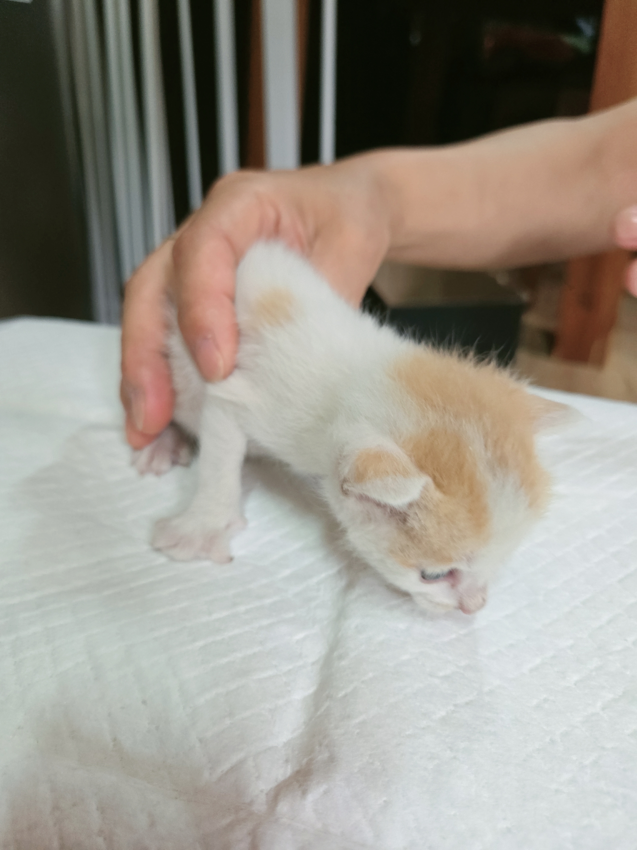 한국 고양이 이미지 파일 입니다.