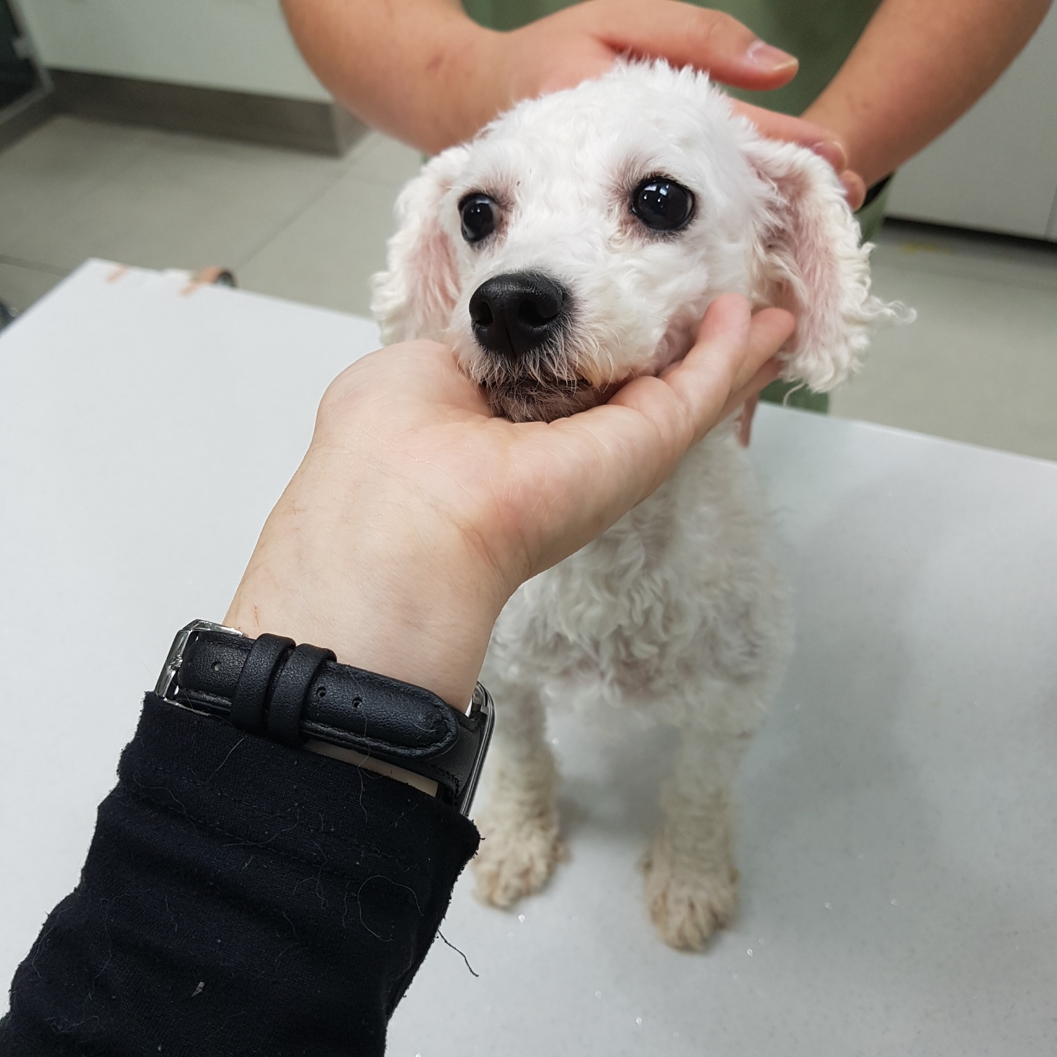 비숑 프리제 이미지 파일 입니다.