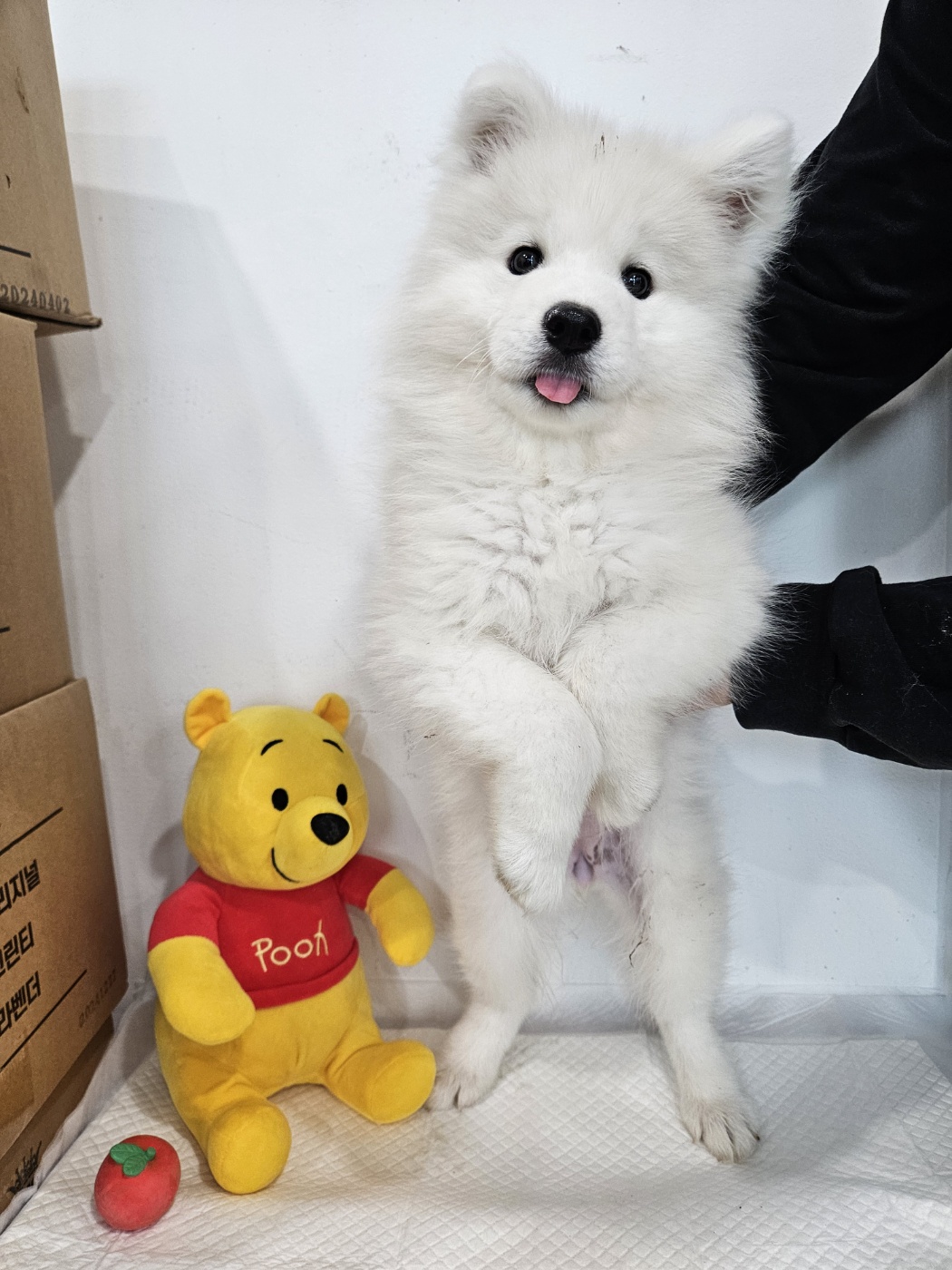 사모예드 이미지 파일 입니다.