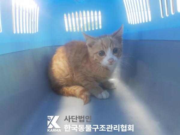 한국 고양이 이미지 파일 입니다.