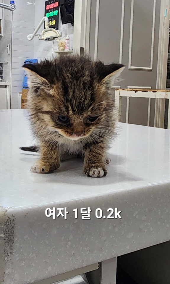 한국 고양이 이미지 파일 입니다.