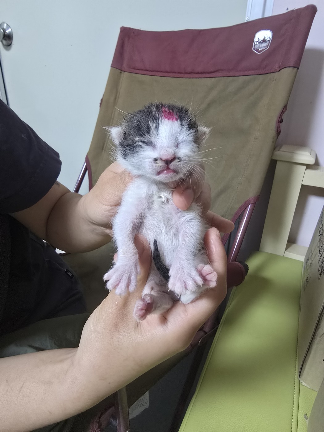 한국 고양이 이미지 파일 입니다.