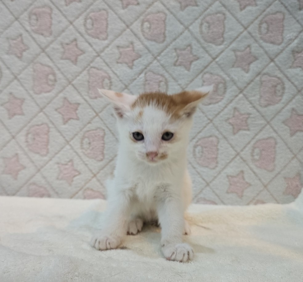 믹스묘 이미지 파일 입니다.