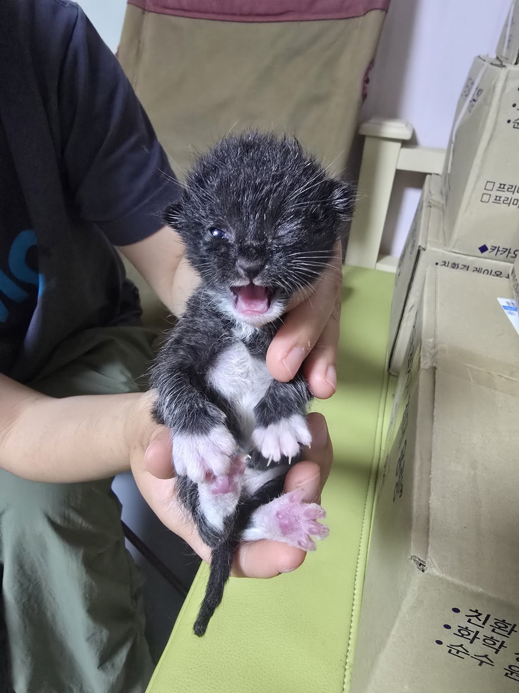 한국 고양이 이미지 파일 입니다.