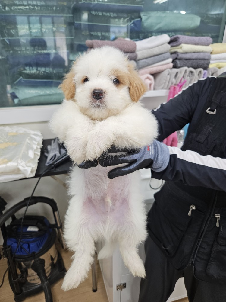믹스견 이미지 파일 입니다.