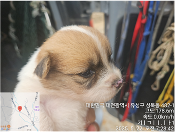 믹스견 이미지 파일 입니다.