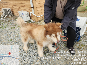 알라스칸 말라뮤트 이미지 파일 입니다.