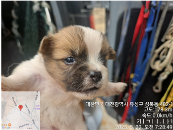 믹스견 이미지 파일 입니다.