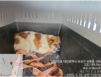 믹스견 이미지 파일 입니다.