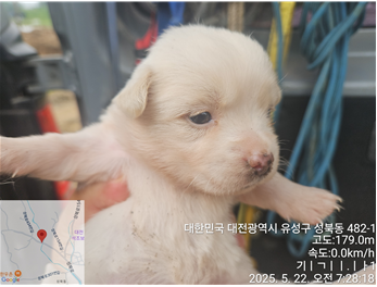 믹스견 이미지 파일 입니다.