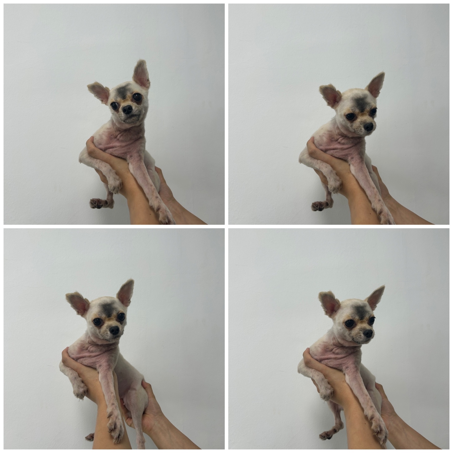 치와와 이미지 파일 입니다.