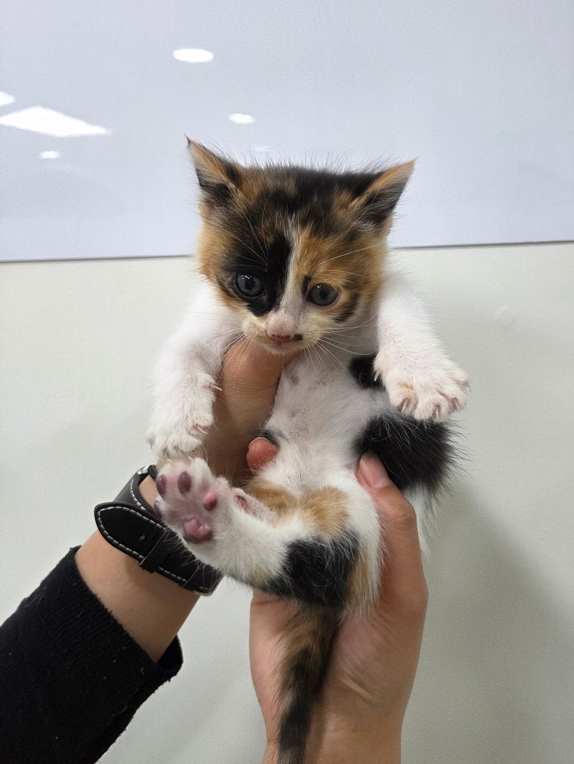 한국 고양이 이미지 파일 입니다.