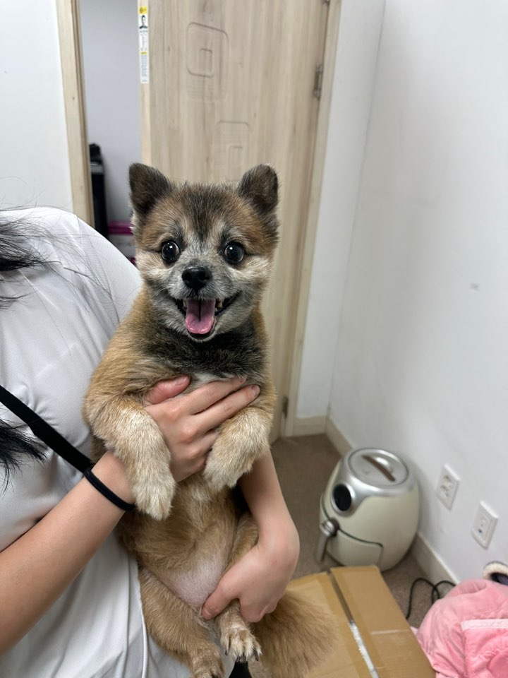 포메라니안 이미지 파일 입니다.
