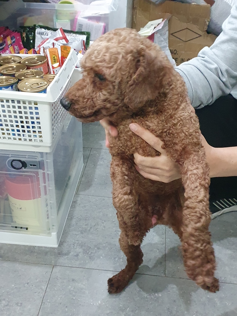 푸들 이미지 파일 입니다.