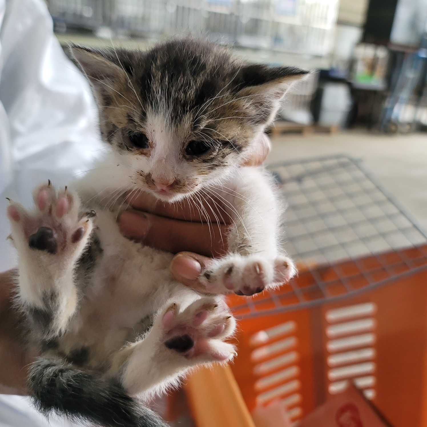 한국 고양이 이미지 파일 입니다.