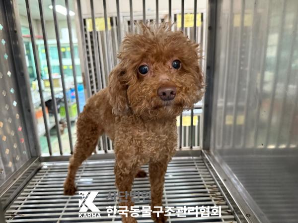 푸들 이미지 파일 입니다.