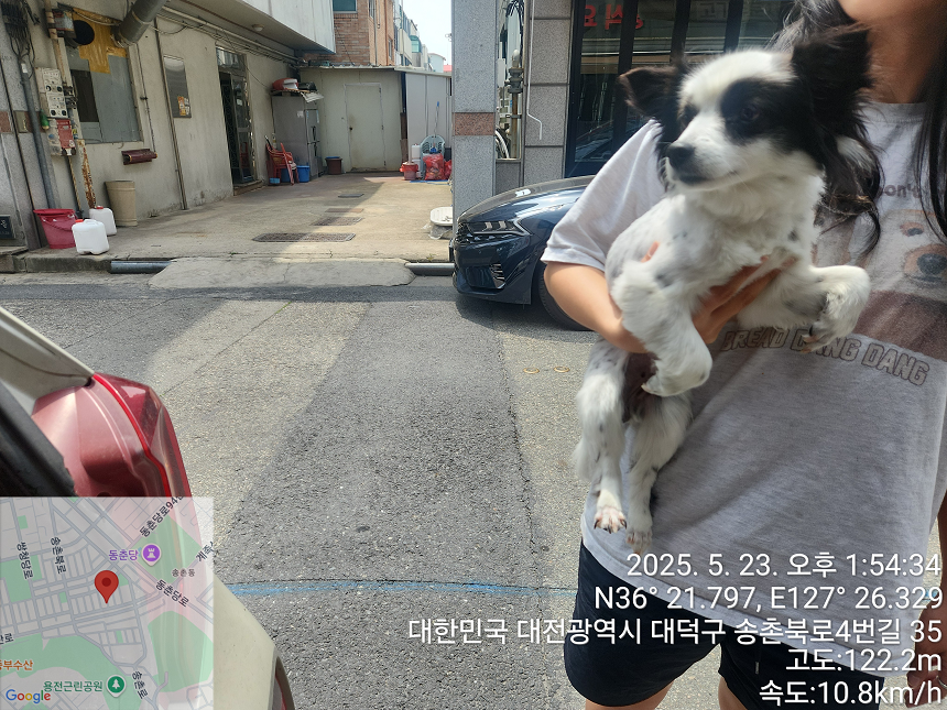 믹스견 이미지 파일 입니다.