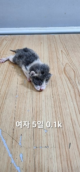 한국 고양이 이미지 파일 입니다.