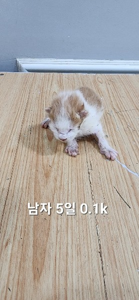 한국 고양이 이미지 파일 입니다.
