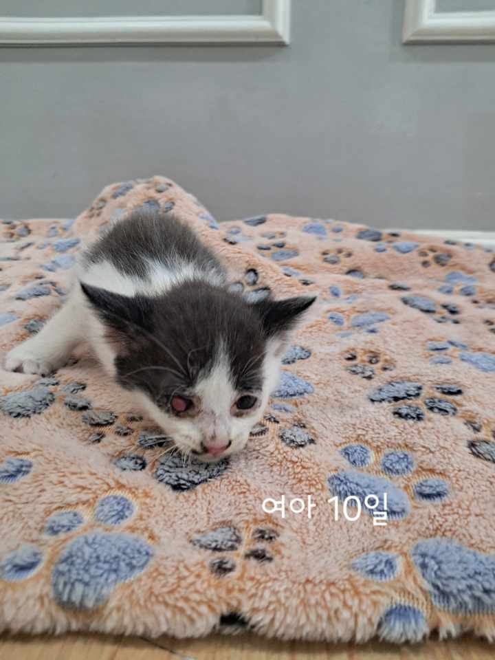 한국 고양이 이미지 파일 입니다.