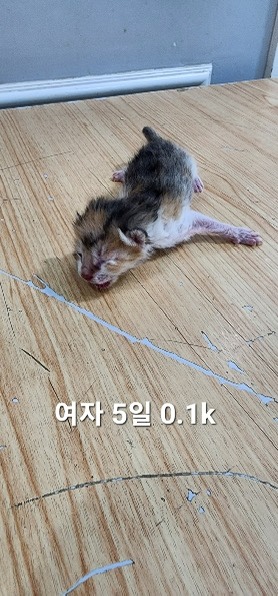한국 고양이 이미지 파일 입니다.