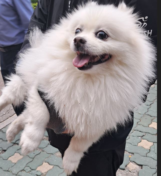 포메라니안 이미지 파일 입니다.