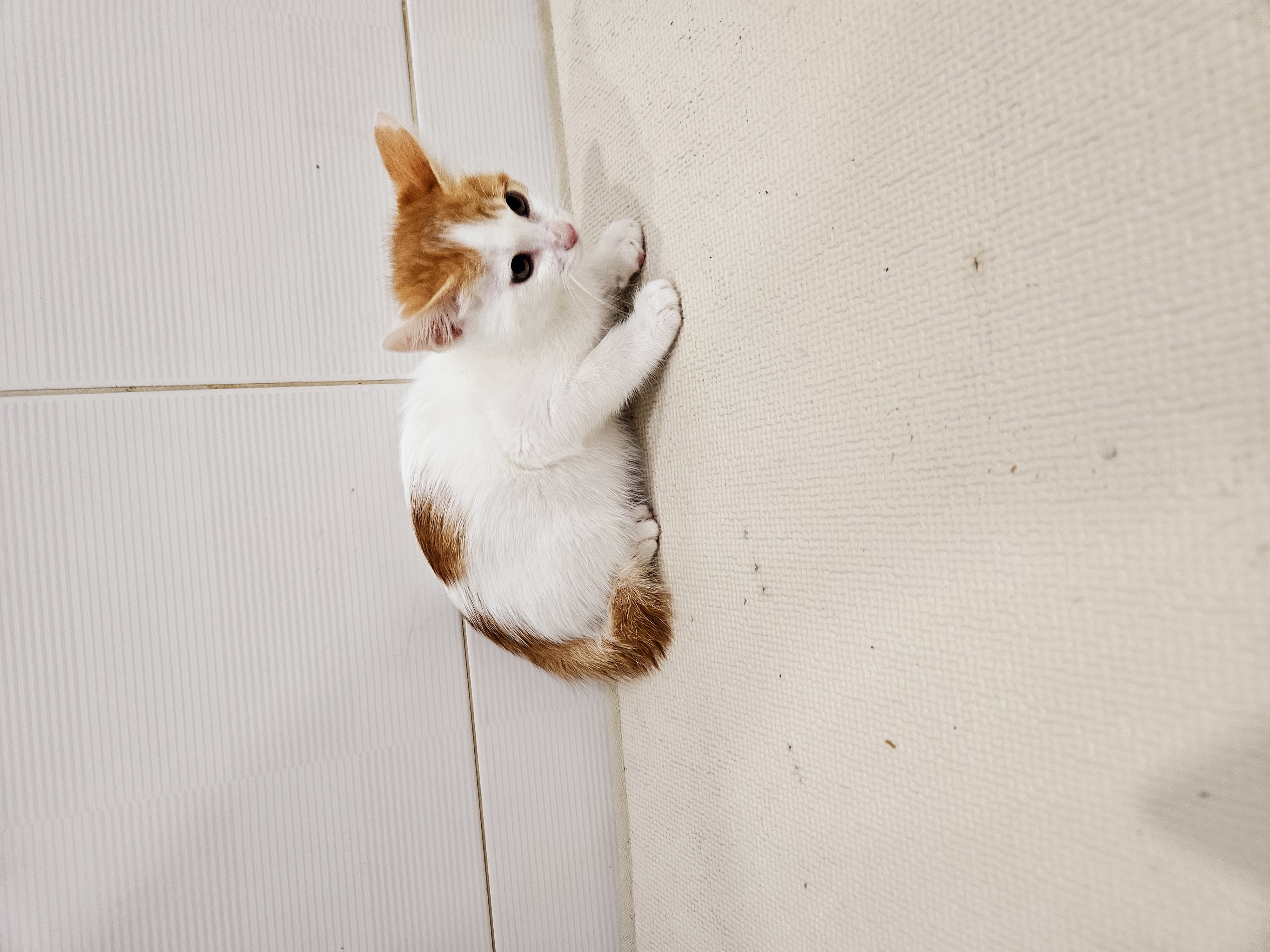 한국 고양이 이미지 파일 입니다.