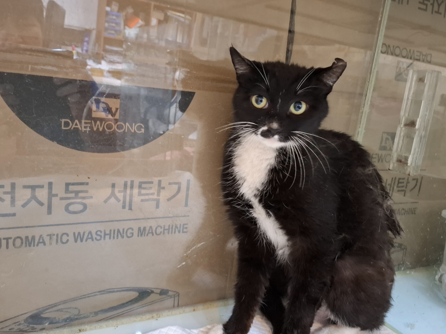 한국 고양이 이미지 파일 입니다.