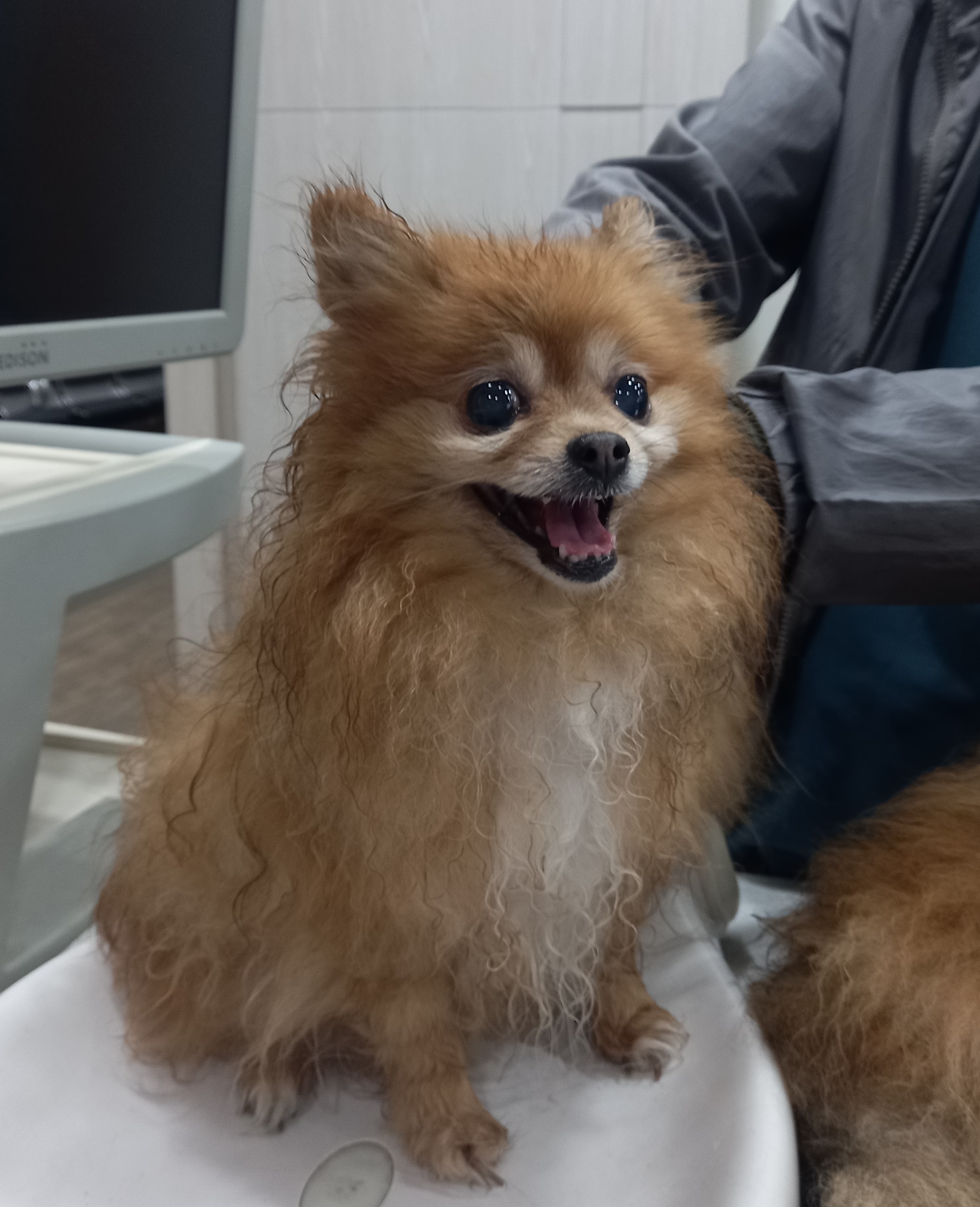 포메라니안 이미지 파일 입니다.