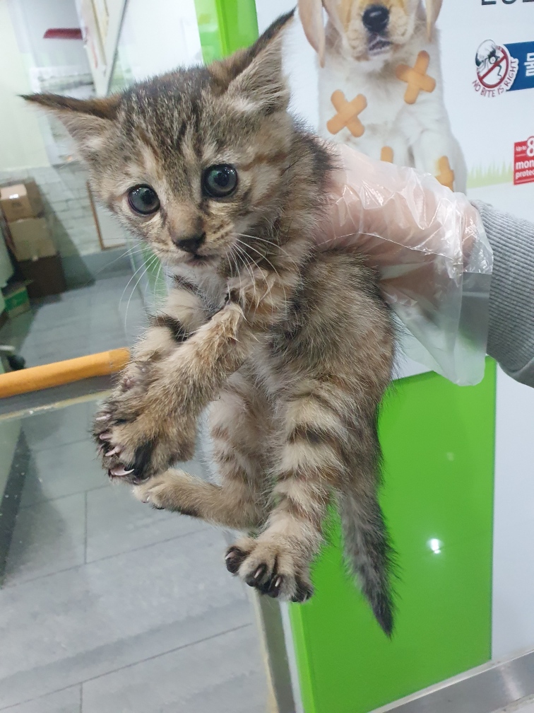 한국 고양이 이미지 파일 입니다.