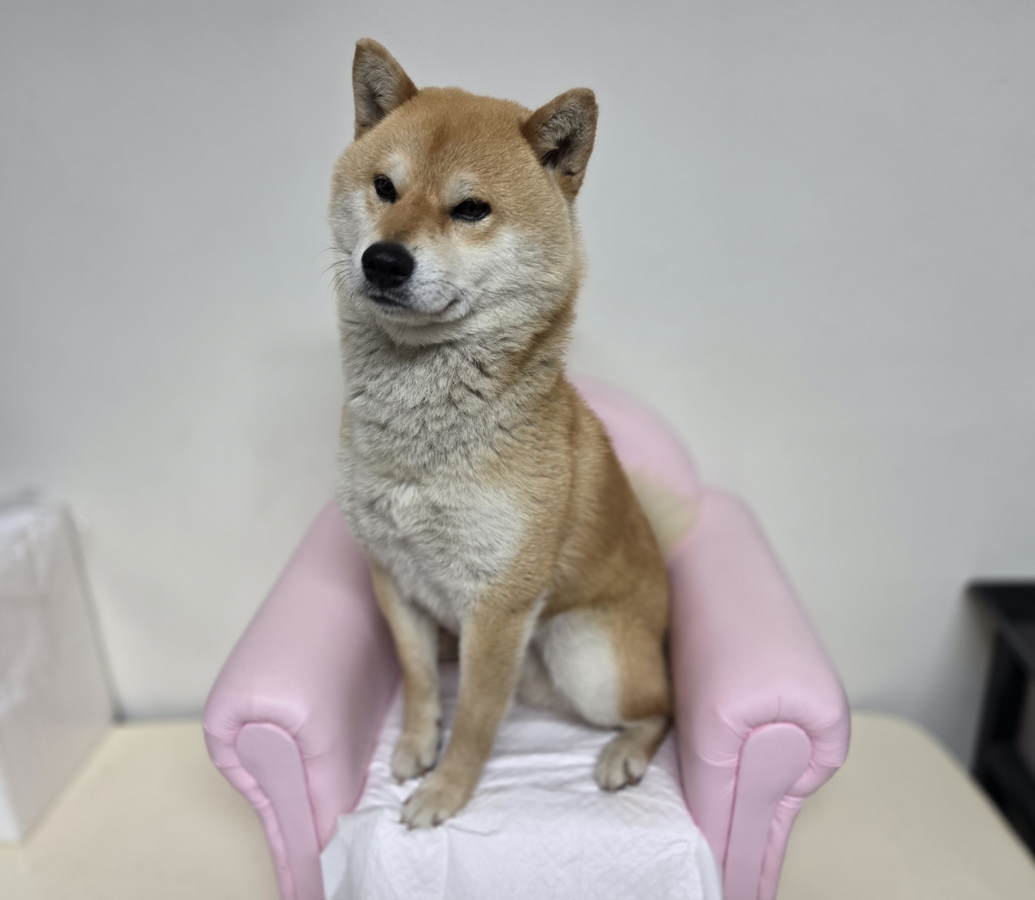 시바 이미지 파일 입니다.
