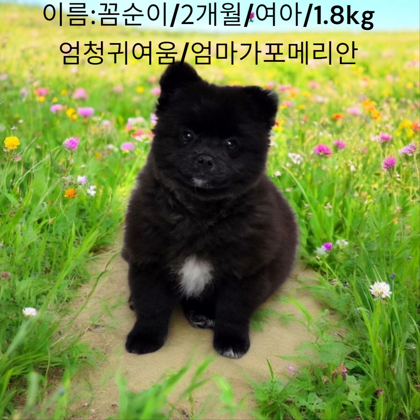 포메리안믹스 이미지 파일 입니다.