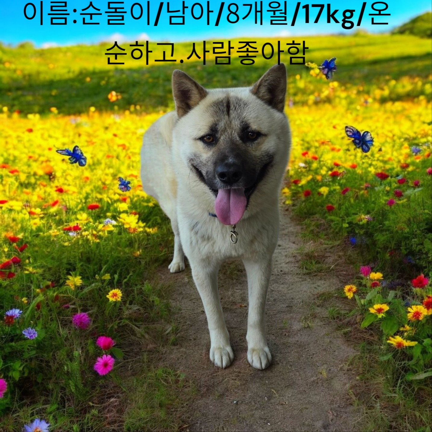 세인트버나트믹스인듯 이미지 파일 입니다.