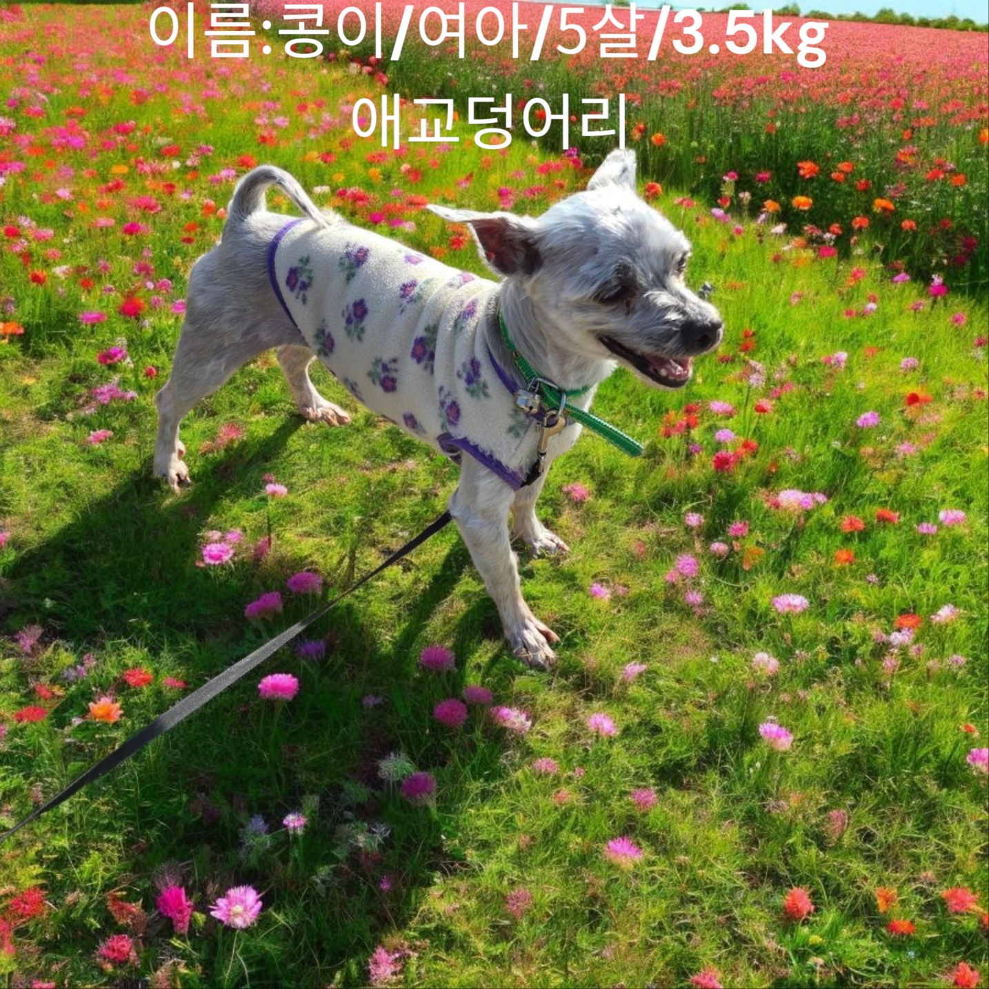 말티즈 이미지 파일 입니다.