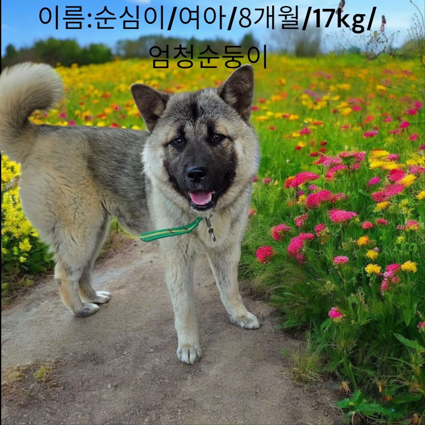 엄마는허스키 이미지 파일 입니다.