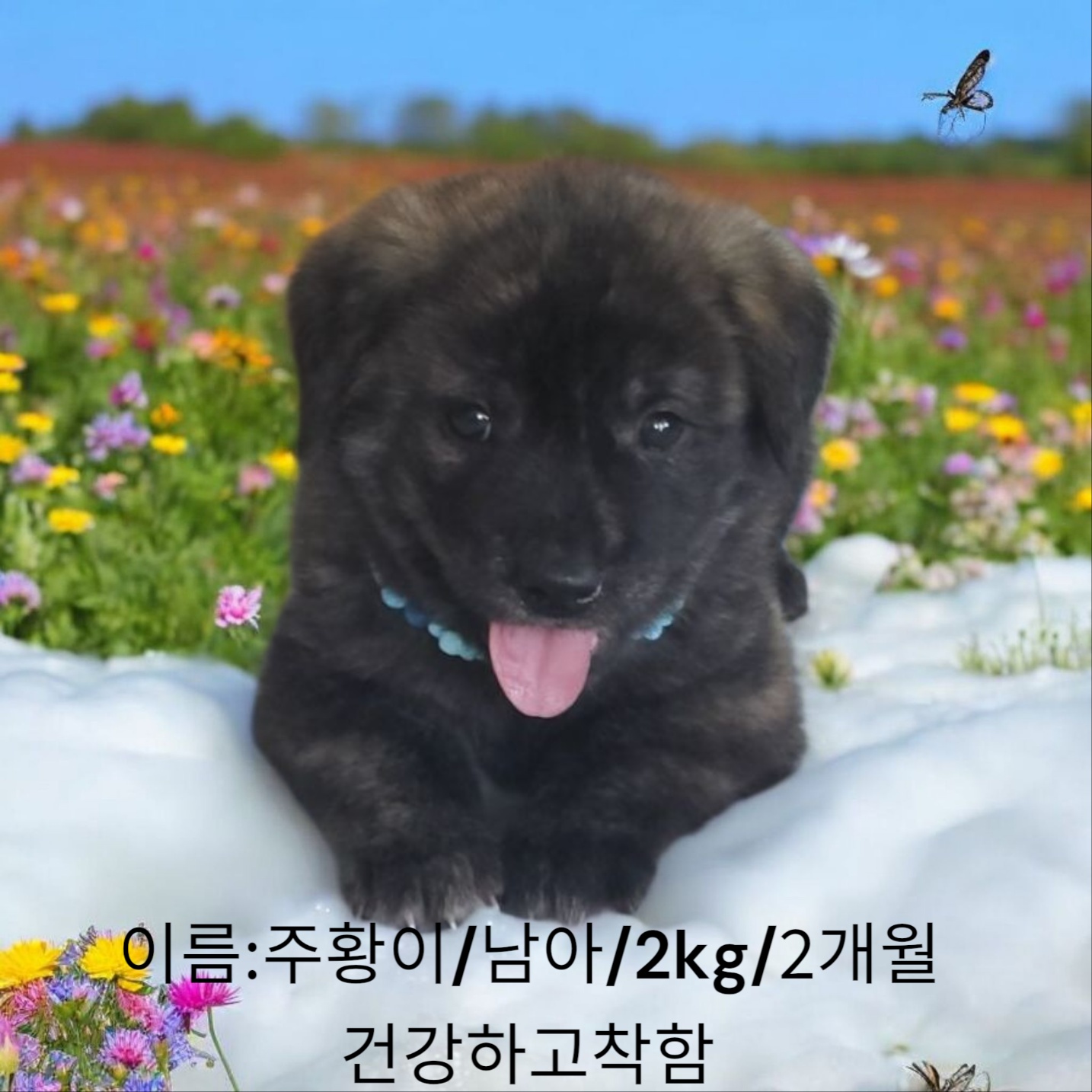 믹스견 이미지 파일 입니다.