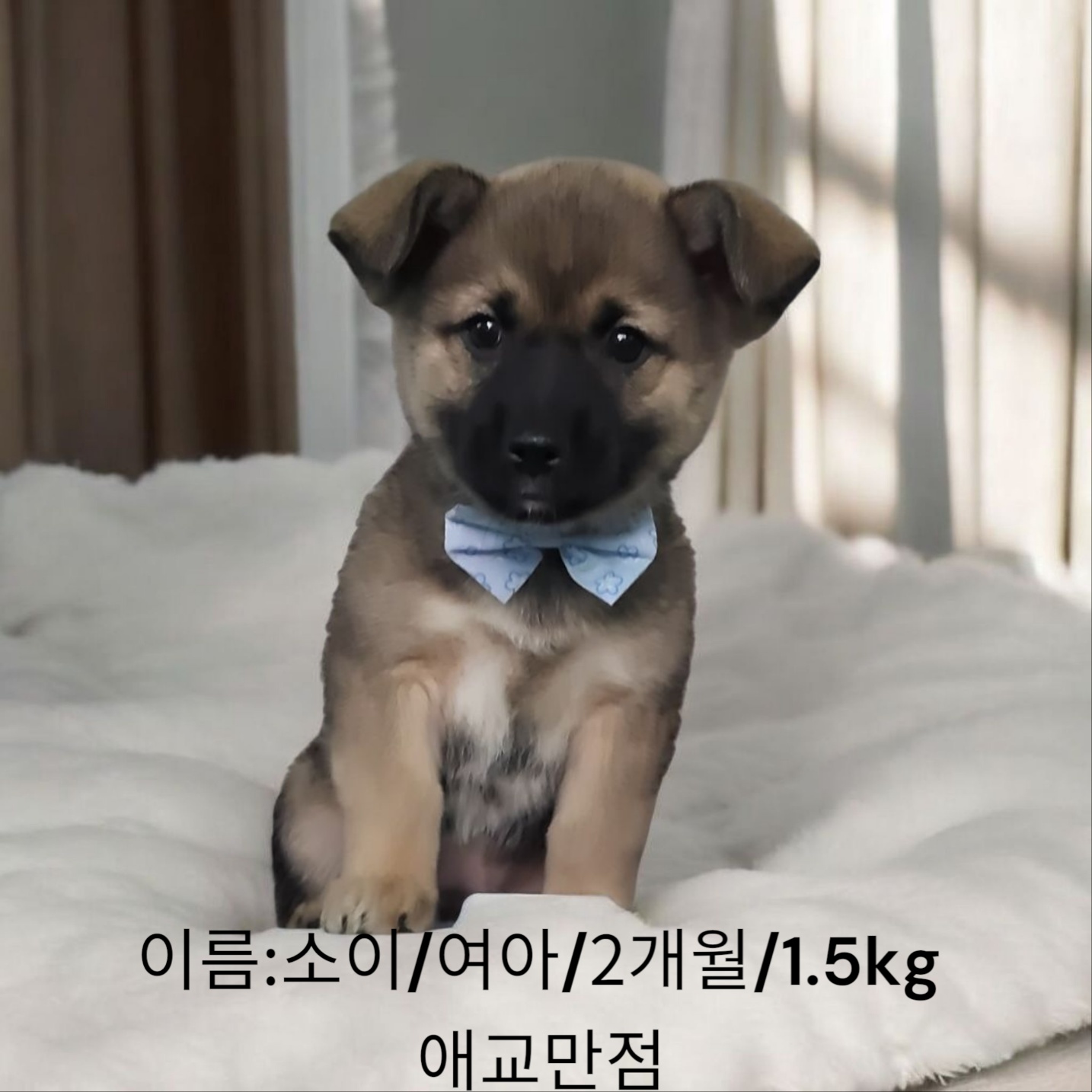 믹스견 이미지 파일 입니다.