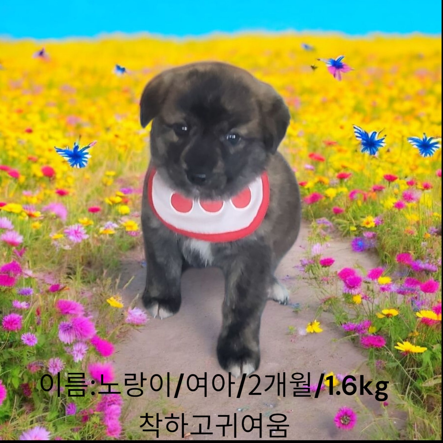 믹스견 이미지 파일 입니다.