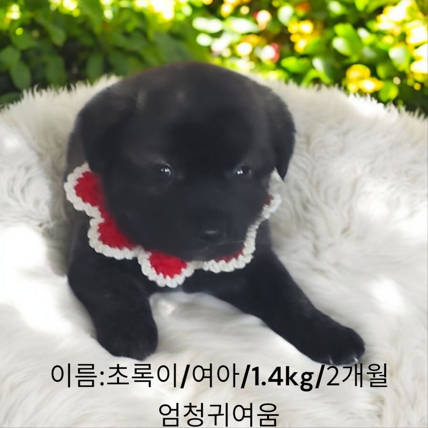 믹스견 이미지 파일 입니다.