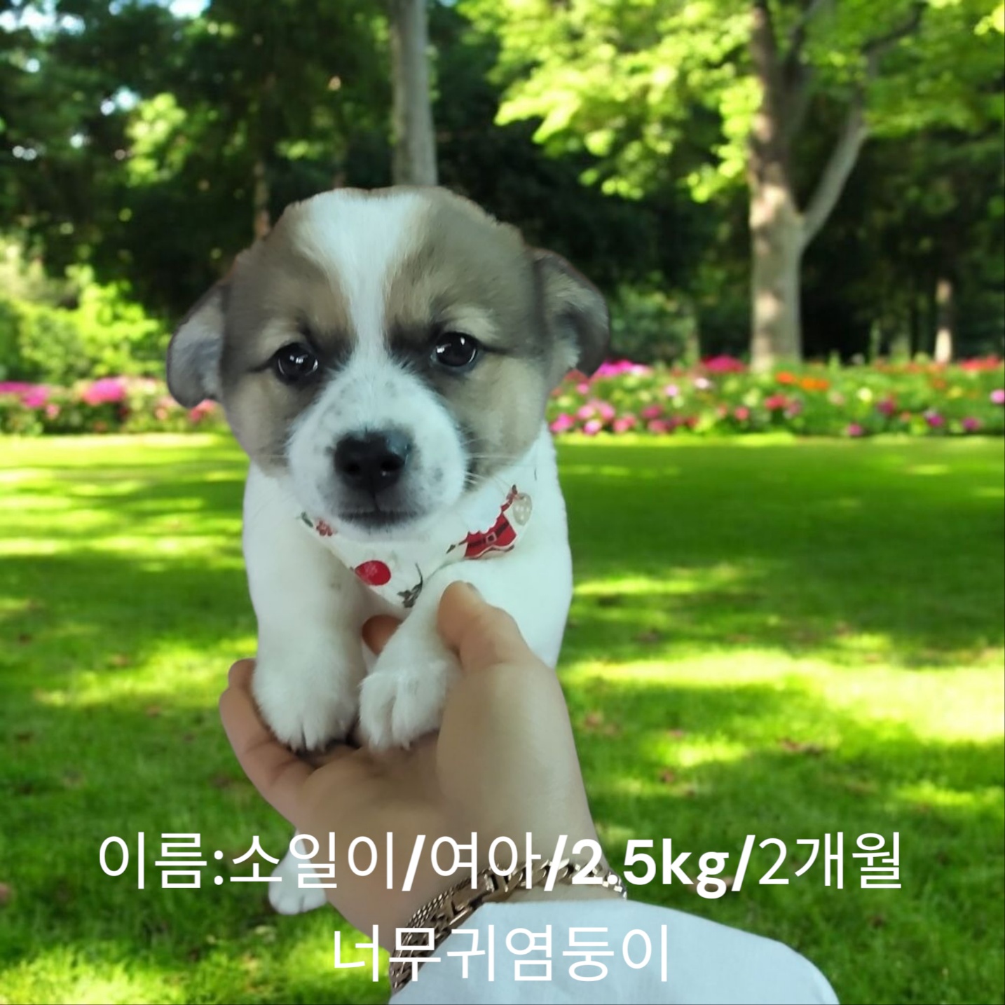 믹스견 이미지 파일 입니다.