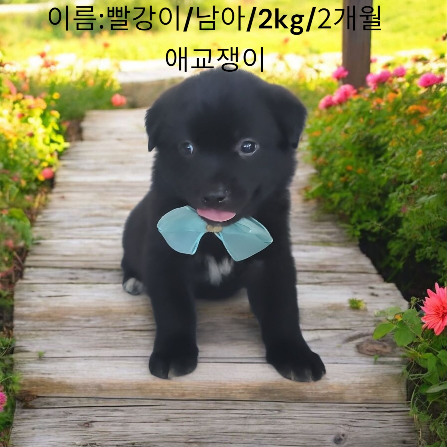 믹스견 이미지 파일 입니다.
