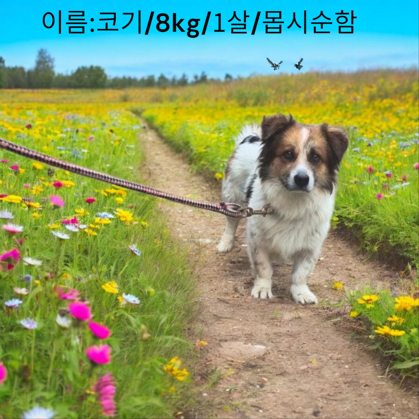 웰시코기 믹스 이미지 파일 입니다.