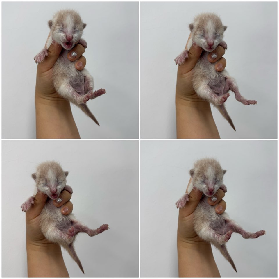 한국 고양이 이미지 파일 입니다.