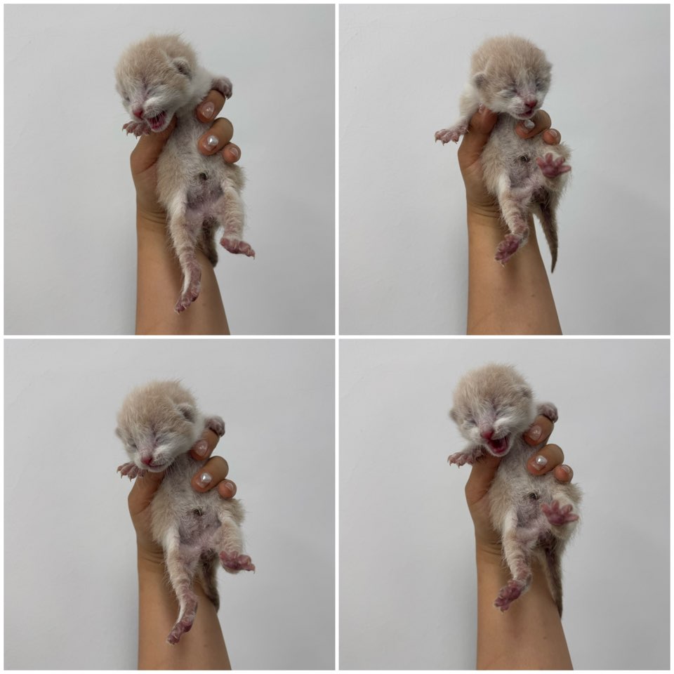 한국 고양이 이미지 파일 입니다.
