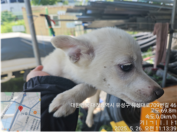 믹스견 이미지 파일 입니다.