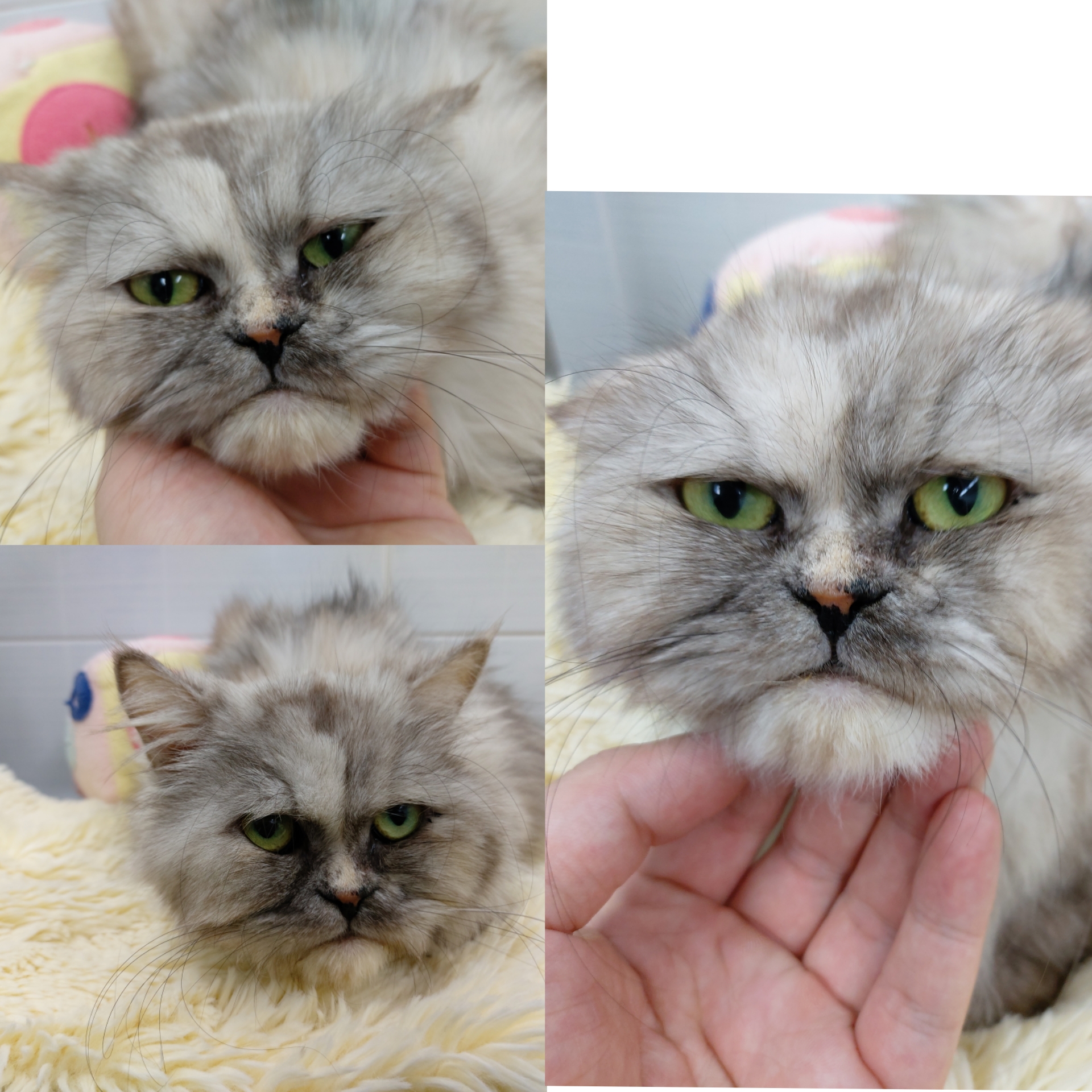 믹스묘 이미지 파일 입니다.