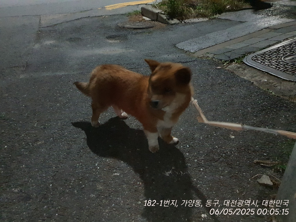 믹스견 이미지 파일 입니다.